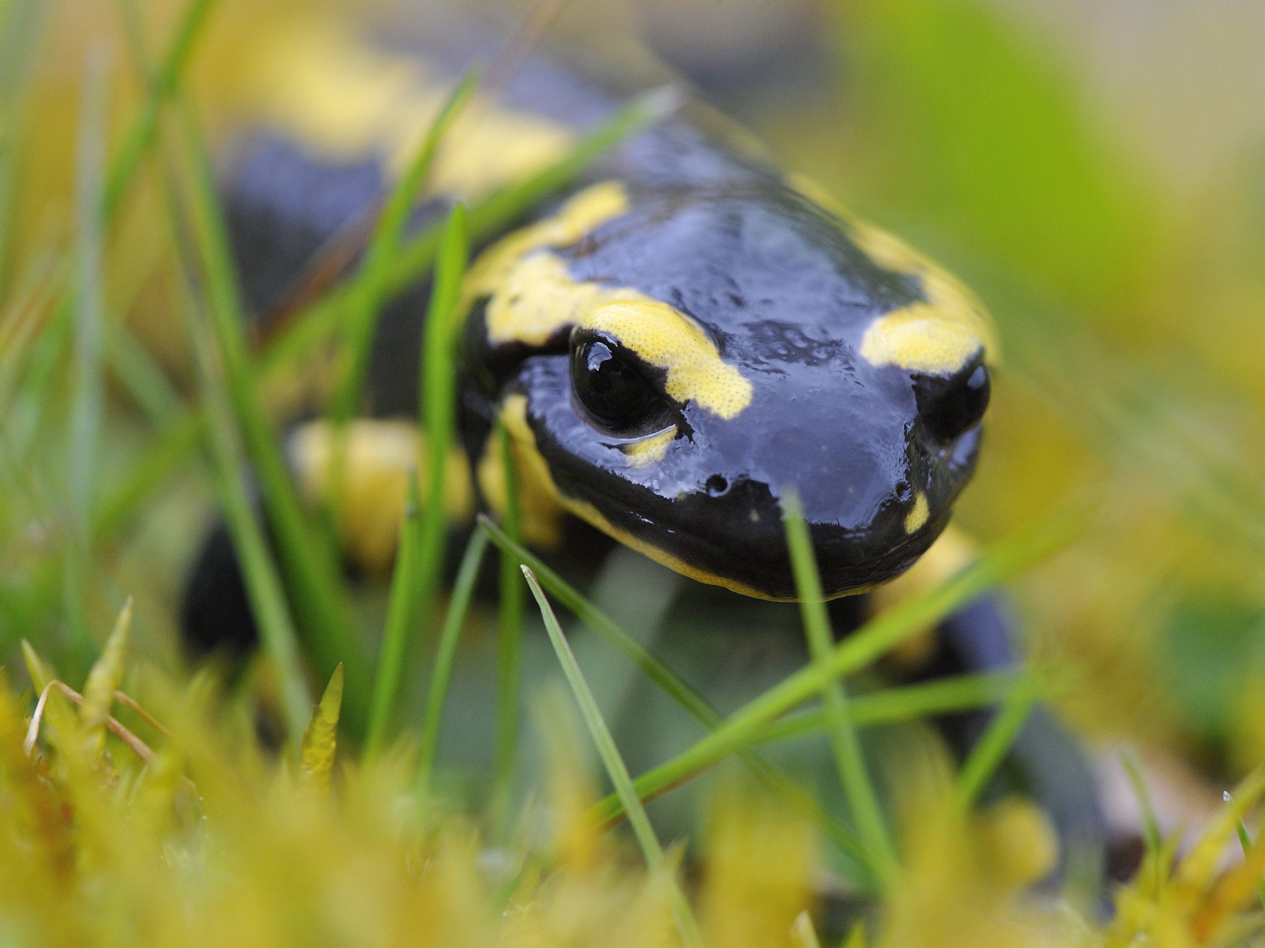 Définition  Salamandre terrestre - Salamandra salamandra - Salamandre  commune
