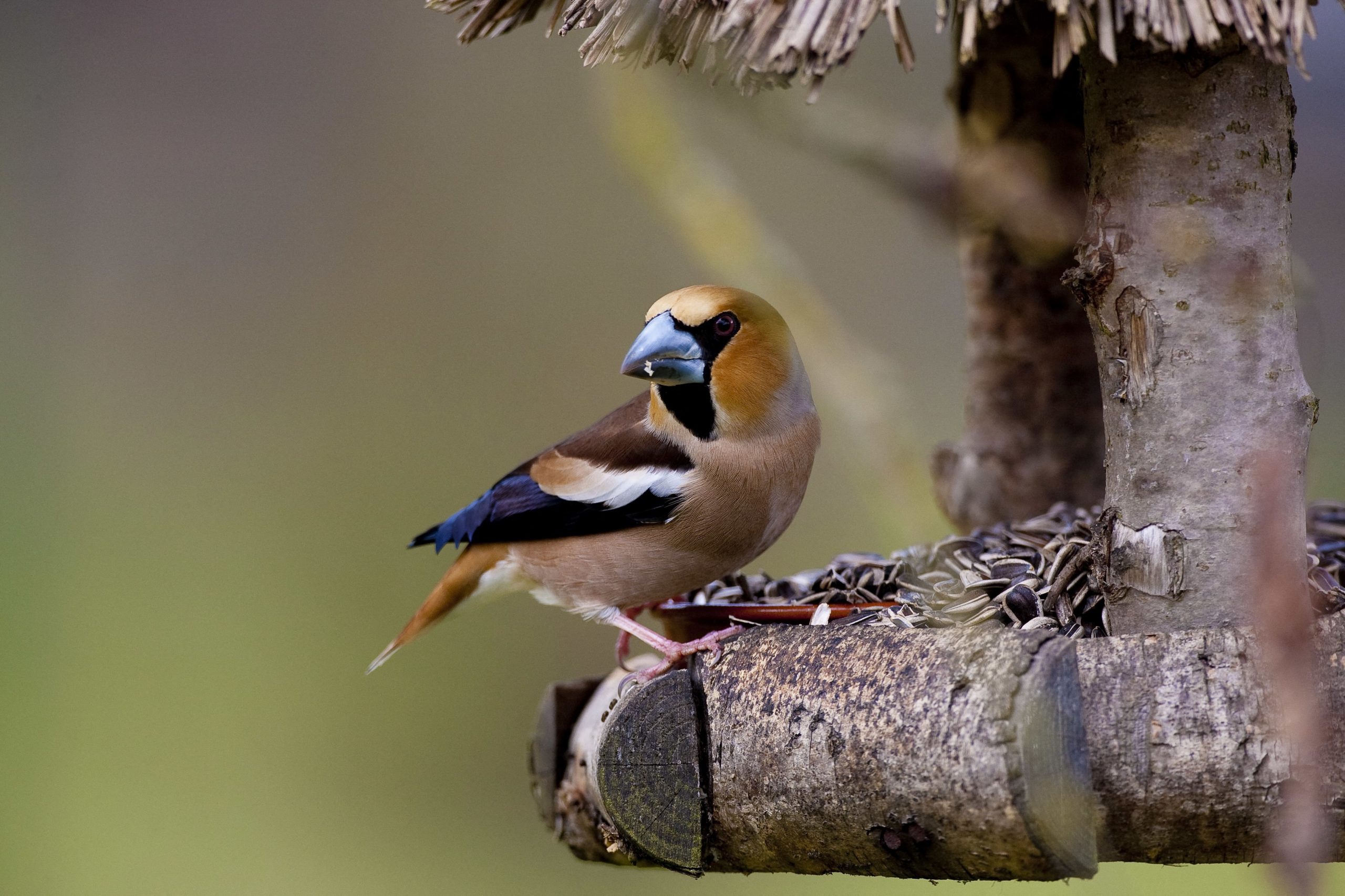 Comment nourrir les oiseaux en hiver, que faire et ne pas faire