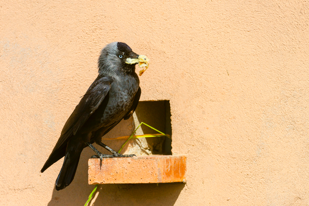 En mars, aidez les oiseaux à préparer leur nid !
